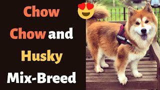 Siberian Husky and Chow Chow Mixbreed Chusky Temperament Personality Health and Training [upl. by Wynn]