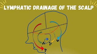 Scalp Part 4   Lymphatic Drainage of the scalp [upl. by Durant]