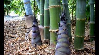 Dendrocalamus Giganteus Time Lapse 2012 [upl. by Adalia]