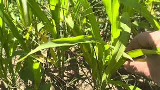 Fall cover crop [upl. by Flanagan44]