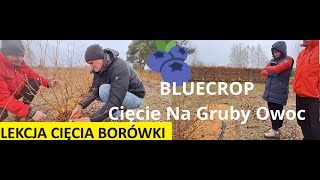 Lekcja Cięcia Borówki Amerykańskiej Na Gruby Owoc Dziś odmiana BLUECROP [upl. by Odette]