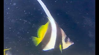 ハタタテダイ LongFin bannerfish Pennant coralfish Heniochus acuminatus [upl. by Hermia149]