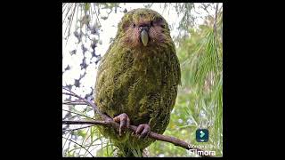 KAKAPO BIRD OF NEAZELAND  DRSKSINGH CHANNEL JAI SHREERAM [upl. by Attolrahc]