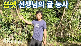 라오스 반나마을 쏨펫 선생님의 귤 농사  뚠의 시아버지 약 분류 4K 60fps 라오스 시골 선생님 ep 137 [upl. by Llerrac]