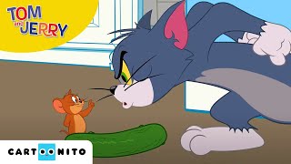 Tom și Jerry  Castravetofobia  Cartoonito [upl. by Nylsaj]