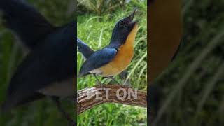 Tickells blue flycatcher Singing E18 birdsinging flycatchers tledekangunung [upl. by Julietta]