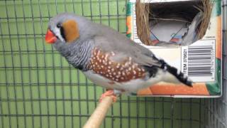 Zebra Finches going to nest [upl. by Noonan415]