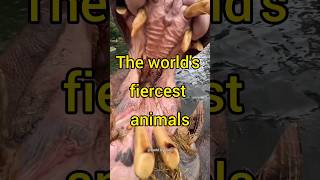 The worlds fiercest animals 🐯 top top5 top10 viral viralvideo shortvideo [upl. by Enak]