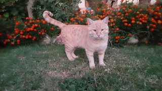 Tabby cat habit lovely  in my house garden lovely cat  tabby cat smart too [upl. by Acima]