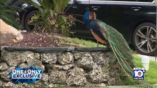 Coconut Grove residents want answers after finding evidence of alleged peacock abuse [upl. by Debbra679]