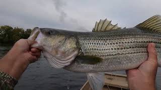 Giant Stripers In Fall Roanoke river Weldon amp Gaston Boat Ramps Roanoke river Top water Baits [upl. by Salomone]