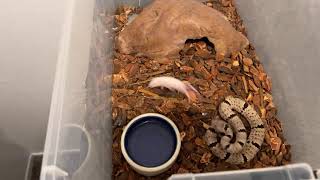 Feeding venomous snakes LIVE action [upl. by Aicinad]