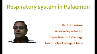 Respiratory system in Palaemon Prawn [upl. by Des]