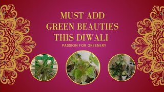 💥pollution free solutions 💯lets decorate our home with plants this diwaliEasytohandle plants names [upl. by Collie124]