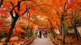 秋の箱根の紅葉 Autumn Leaves in Hakone 観光 旅行 長安寺 芦ノ湖 登山電車 箱根美術館 紅葉便り 日本の紅葉 Discover Nippon 山のホテル [upl. by Deach]