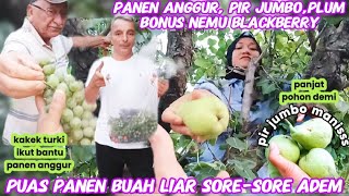 Buah liar Super lebat‼️Puas sore hari Panen buah ada Pir jumbo Anggur Plum Bonus Petik Blackberry [upl. by Oinesra]