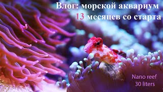 Актиния снова хулиганит отвалился ус Красная мандаринка Влог морской риф 13 месяцев со старта [upl. by Repohtsirhc]