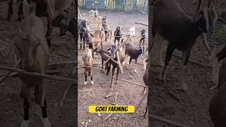 Bakri Farming shorts viralvideo tanweer goatfarm [upl. by Imoin]