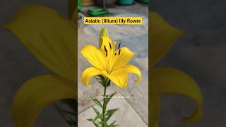 Asiatic lilium lily flower gardening flowers terracegardening shorts [upl. by Nynahs752]