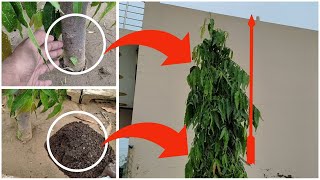 अशोक का पेड़ बढ़ेगा दुगनी गति से बस आपको ये करना है। Polyalthia longifolia Tree Care [upl. by Llenrag]