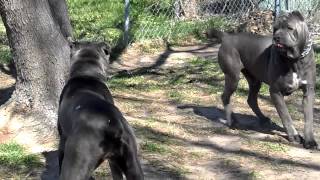 big blue cane corso breeding happening 2 2013drake and bella [upl. by Eyaj332]