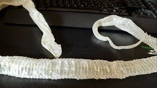 SNAKE SHED TIPS [upl. by Kisor]