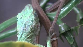 My Green Anoles and Long Tail Lizard [upl. by Acima]