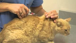 Local Experts Granite City Pet Hospital How to Inject a Cat [upl. by Jeana]