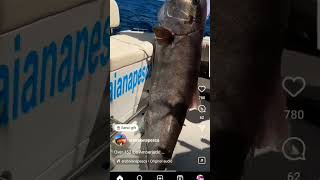 HUGE AMBERJACK SCORE 🐟 vc arabaianapesca shorts ocean fishing amberjack score [upl. by Aney]