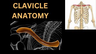 Clavicle Anatomy of Clavicle bone Clavicle origin insertion function anatomy bones humanbody [upl. by Asilam]