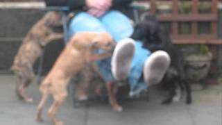 lurcher pups for sale [upl. by Atterys217]