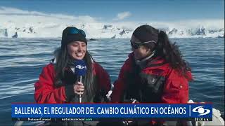 NoticiasCaracol  Asombrosas imágenes del avistamiento de ballenas durante la Expedición Antártica [upl. by Yattirb]