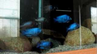 Placidochromis Phenochilus Gissel [upl. by Dulcie]