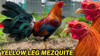 Yellow Leg Mascota Jalisco ✅ Show Beautiful Birds Big Farm Pablo Lopez Mezquite Farm [upl. by Einal]