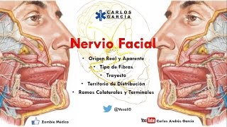 Anatomía  Nervio Facial Origen Real Aparente Trayecto Ramos Colaterales y Terminales [upl. by Halihs]