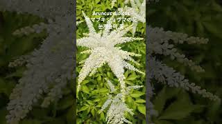 Aruncus dioicus var kamtschaticus山吹升麻 꽃말quot산양의 수염quot 염소수염눈산승마삼나물울릉도삼나물 꽃이름 Flower name 花の名前 [upl. by Ahsiea]