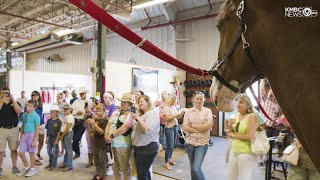 Warm Springs Ranch VIP experience a hit for Budweiser Clydesdale lovers [upl. by Hayott]