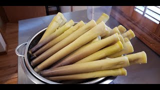 How to Cook Fresh Bamboo Shoots [upl. by Tenom]