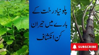 Paulownia tomentosa پلونیا ٹریfastgrowing treePaulownia future in Pakistan [upl. by Akemit]