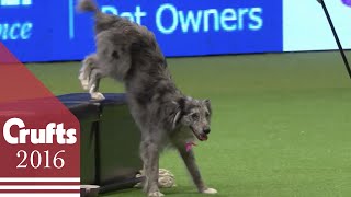 Heelwork to Music  Freestyle International Competition Part 1  Crufts 2016 [upl. by Eboj]