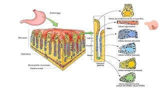 Tipos de células que forman el estómago y sus secreciones [upl. by Luigi]