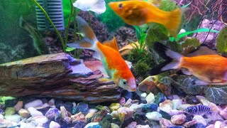 Guppy Fish  Molly Fish  Platy Fish  Cichlid Fish  Shipping King Fish [upl. by Sefton760]