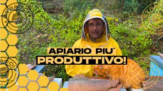 Ecco Come puoi avere TUTTO il tuo APIARIO più PRODUTTIVO [upl. by Rehpotsrik]