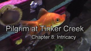 Pilgrim at Tinker Creek chapter 8 discussion [upl. by Artenak]