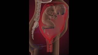 Fetus Development Stage 17  3D Animation [upl. by Leese911]