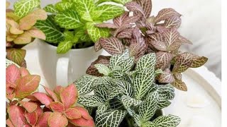 Fittonia plantफिटोनिया को कटिंग से लगायें और सम्पूर्ण जानकारी [upl. by Swaine]