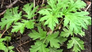 Invasion  Giant Hogweed  Heracleum mantegazzianum identification [upl. by Nnywg]