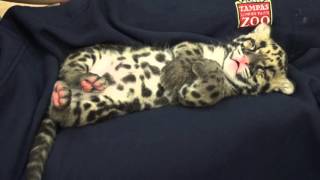 Catnapping Clouded Leopard Cub [upl. by Blakely271]