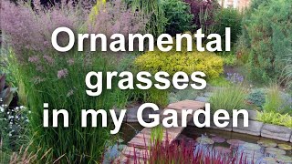 How Im Planting and Growing Ornamental Grasses Calamagrostis × acutiflora or Feather reedgrass [upl. by Ase]