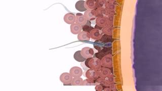 General Embryology  Detailed Animation On Fertilization [upl. by Alden]